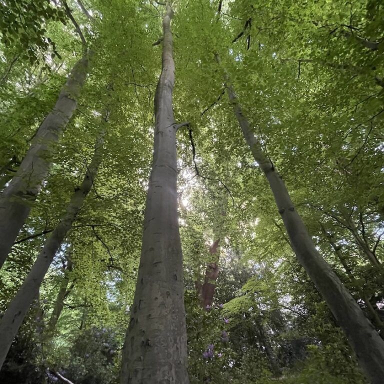 Mindful-living-post-hugging-trees